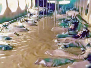 وزیراعلیٰ پنجاب  کا صوبے بھر میں ڈرینز کی بحالی، انتظامات و اصلاحات کا جامع فیصلہ