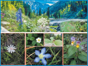 آزادکشمیر قیمتی نباتات کی معدومی کا خدشہ