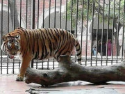 لاہور چڑیا گھر میں جانوروں اور پرندوں کی شرح اموات میں 40 فیصد تک کمی