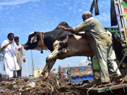 کراچی سپر ہائی وے پر ڈکیتی: جانور خریدنے جانیوالے 95 لاکھ سے محروم