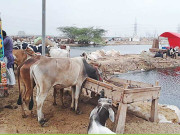 کراچی مویشی منڈی میں لاکھوں جانور موجود کئی علاقے بدستور جھیل بن گئے