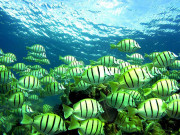 مچھلیاں بھی میوزک  بینڈ کی طرح ایک آواز میں گاتی ہیں