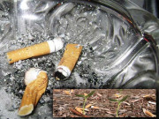 تمباکو نوشی انسان ہی نہیں نباتات کے لیے بھی خطرناک