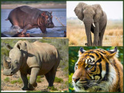 ہاتھی گینڈا ہیپو اور ٹائیگرز کی درآمد التوا کا شکار