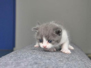 اپنی پالتو بلی کلون کرائیں لیکن معاوضہ 56 لاکھ روپے