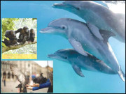 کبوتر جانے ریاضی ڈولفن رکھے نام