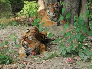 امارات سے درآمد ٹائیگرز سے لاہور سفاری پارک انتظامیہ پریشان