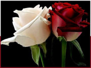 دورِ جدید اور وٹہ سٹہ