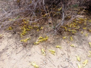 بزدل بھارت کو ٹڈی دل کا حملہ بھی پاکستان کی کارروائی نظر آنے لگا