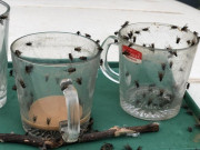 کراچی میں مکھیوں کی ضرب المثل بہتات