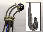 دیواروں پر چڑھنے کے قابل ’’جونک روبوٹ‘‘ بنالیا گیا