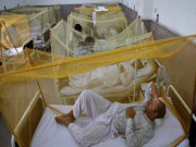 ڈینگی بخار پھر سر اُٹھا رہا ہے