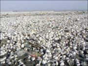 نمک میں گھلتی زندگی