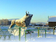 برفیلی فضاؤں میں سانس لیتی زندگی 