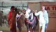 سہراب گوٹھ میں قائم بکرا منڈی کے  وی آئی پی بلاک کی بکنگ شروع 