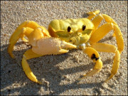 اپنے پیٹ میں موجود دانتوں سے شور مچانے والا ’’بھوت کیکڑا‘‘