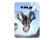 پرندہ افسانے 