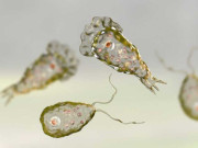 دماغ کھانے والا جرثومہ ایک اور زندگی نگل گیا