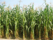 مویشیوں کے چارے کو محفوظ کرنے اوراس کی برآمد کے رحجان میں اضافہ