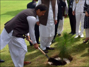 بے ثمر شجر کاری