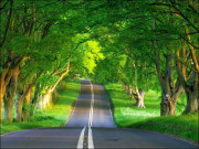 شجر کاری منصوبہ بندی کی ضرورت