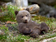 پشاور کے چڑیا گھر سے ریچھ کا شرارتی بچہ فرار