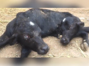کامونکی میں دو منہ اور 6 ٹانگوں والے بھینس کے عجیب الخلقت بچے کی پیدائش