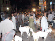 ضلعی انتظامیہ کی غفلت شہر مویشی منڈی میں تبدیل ہو گیا