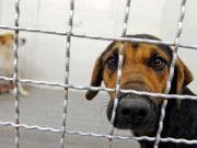 پنجاب اور سندھ میں ریبیز وائرس کی تشخیص کی سہولت ناپید