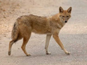 کرک میں گیدڑ نے آبادی پر حملہ کردیا 11 افراد زخمی