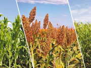 پاکستان فارمرز بیورو کا زراعت کے شعبے میں ایمر جنسی لگانے کا مطالبہ