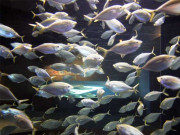 محکمہ ماہی پروری پنجاب نے ڈینگی کے خلاف تلاپیا مچھلی کی فوج تیار کرلی