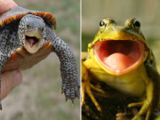 پنجاب میں مینڈک اور کچھووں کی فارمنگ کا فیصلہ تجاویز کابینہ کو ارسال