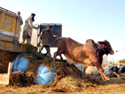 عیدالاضحی قربانی کیلیے قصابوں کی بکنگ عروج پر پہنچ گئی
