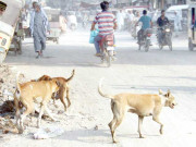 آوارہ کتوں کی بھرمار حکومت و بلدیاتی اداروں کو ٹاسک فورس بنانے کا حکم