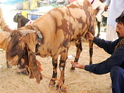 بکرا دودھ دیتا ہے  