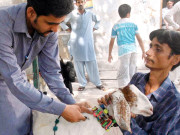 شہر بھر میں مویشیوں کیلیے اتائیوں نے کیمپ قائم کردیے