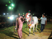 مویشی منڈی میں جانوروں کا مقابلہ حسن اور کیٹ واک 