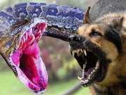 سندھ میں سانپ اور کتے کے کاٹے کی ویکسین کے منصوبے ختم