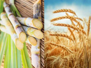 گندم کی امدادی قیمت خرید 1400 گنے کی 200 روپے تک ہونے کا امکان