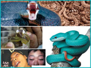 سانپ سے وابستہ دہشت اور خوف کی حقیقت کیا ہے