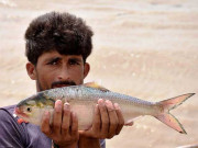 لاہور میں موسم تبدیل ہونے کے ساتھ ہی مچھلی کی فروخت میں بھی اضافہ