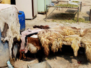 فلاحی اداروں اورچمڑاانڈسٹری میں کھالوں کے ایڈوانس سودے 