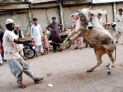 قربانی کیلیے اناڑی قصابوں نے منہ مانگے دام وصول کیے