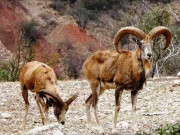 جدیدطریقوں سے پنجاب اڑیال کا سروے مکمل