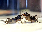 چین میں کاکروچوں کی ’’جنگ‘‘