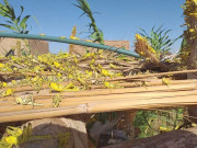 ملیر کے کھیتوں میں ٹڈی دل کا کھڑی فصلوں پر حملہ