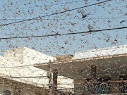 کراچی والے ٹڈی دل کی کڑاہی اور بریانی بناکر کھائیں وزیر زراعت سندھ