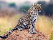 خیبرپختونخوا میں چیتے کی نسل کا تحفظ خطرے میں