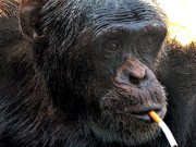 چین چڑیا گھر میں بن مانس نے سگریٹ نوشی شروع کردی